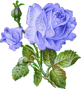 une rose bleu